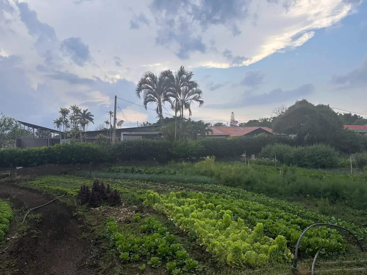 Rows of lettuce and herbs in an open field, with sheds, houses and palm trees behind under a cloudy sky.