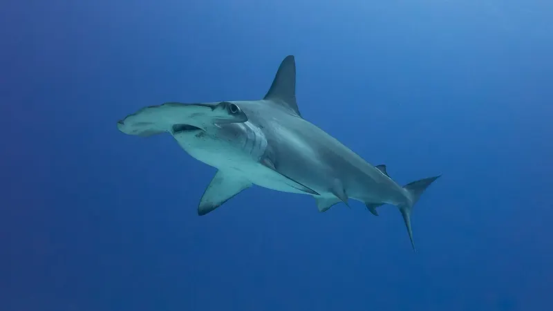 A scalloped hammerhead swimming in open water in Costa Rica.