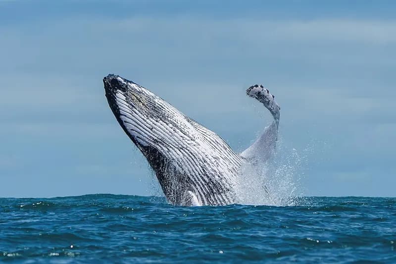 A humpback whale breaching in Marino Ballena National Park, Costa Rica.