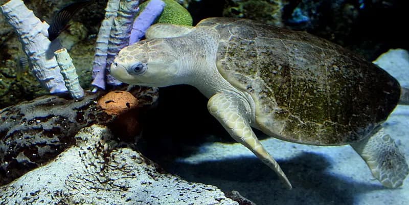 An olive ridley sea turtle swimming at the Aquarium of the Pacific.