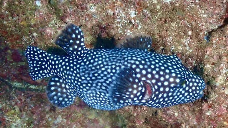 A guineafowl puffer, black with white spots, over a reef in Costa Rica.