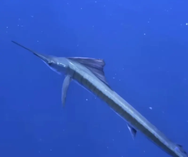 A sailfish swimming just below the surface.