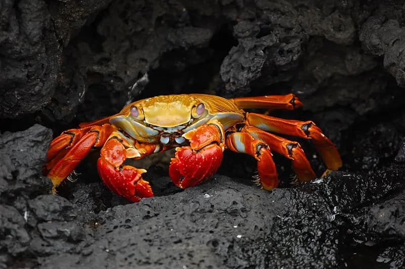 A red Sally Lightfoot crab on dark volcanic rock in the Galápagos.